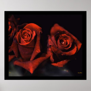 Poster Rosa vermelha