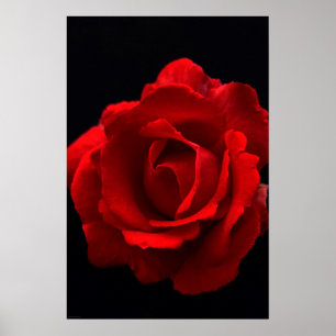Poster Rosa vermelha