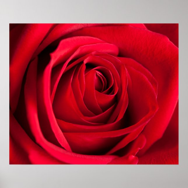 Poster Rosa vermelha (Frente)