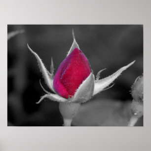 Pôster Rosa vermelha