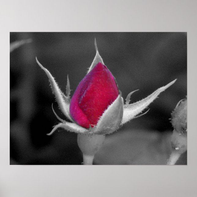 Pôster Rosa vermelha (Frente)