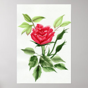 Poster Rosa vermelha