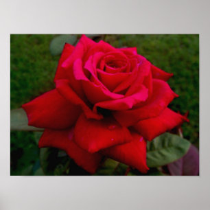 Pôster Rosa vermelha