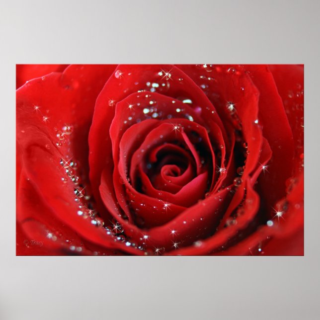 Pôster Rosa vermelha (Frente)