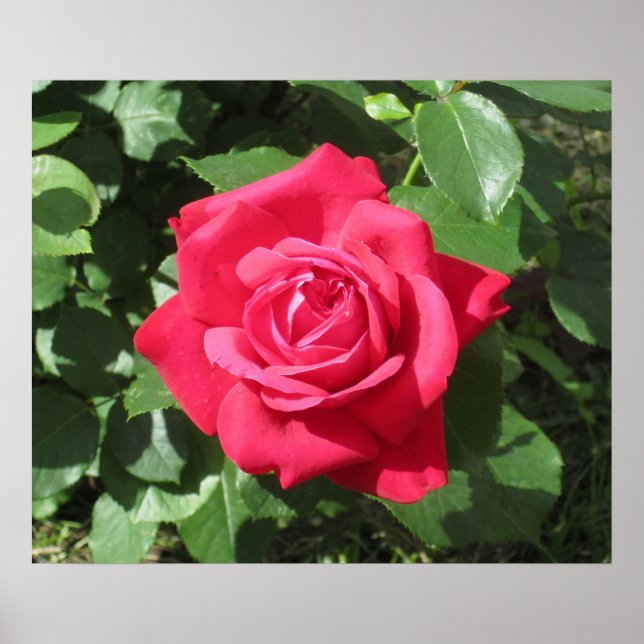 Poster Rosa vermelha (Frente)