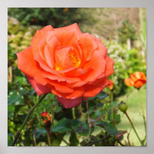 poster rosa vermelha