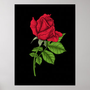 Poster Rosa vermelha