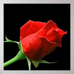 Pôster Rosa vermelha