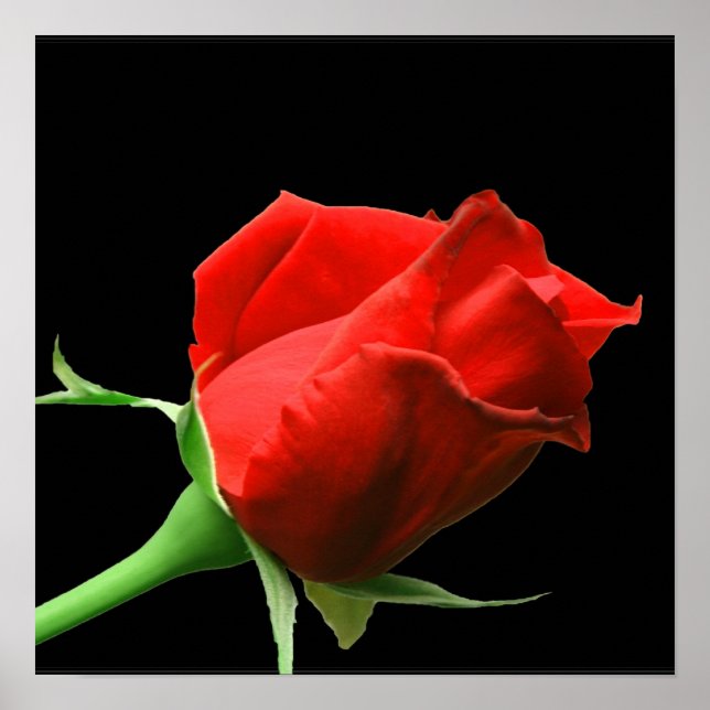 Pôster Rosa vermelha (Frente)