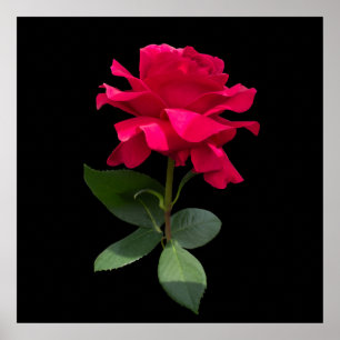 Poster Rosa vermelha