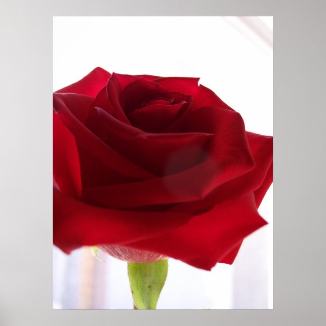 Poster Rosa vermelha (Frente)