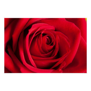 Pôster Rosa vermelha