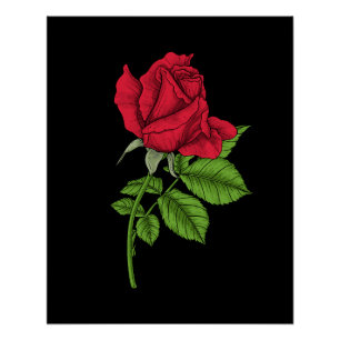 Pôster Rosa vermelha