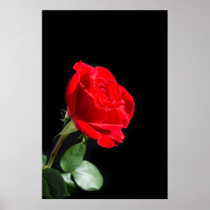 Pôster Rosa vermelha a preto