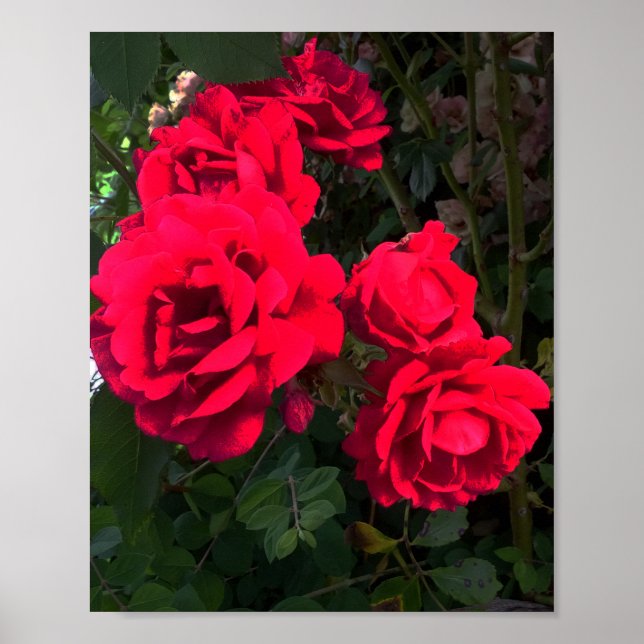 Poster Rosa vermelha Blooming (Frente)