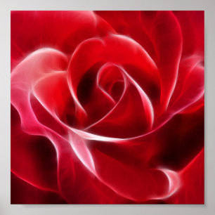 Poster Rosa vermelha bonito