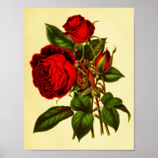 Pôster Rosa vermelha Botânica