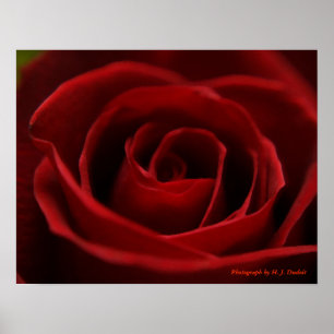 Poster Rosa vermelha calma
