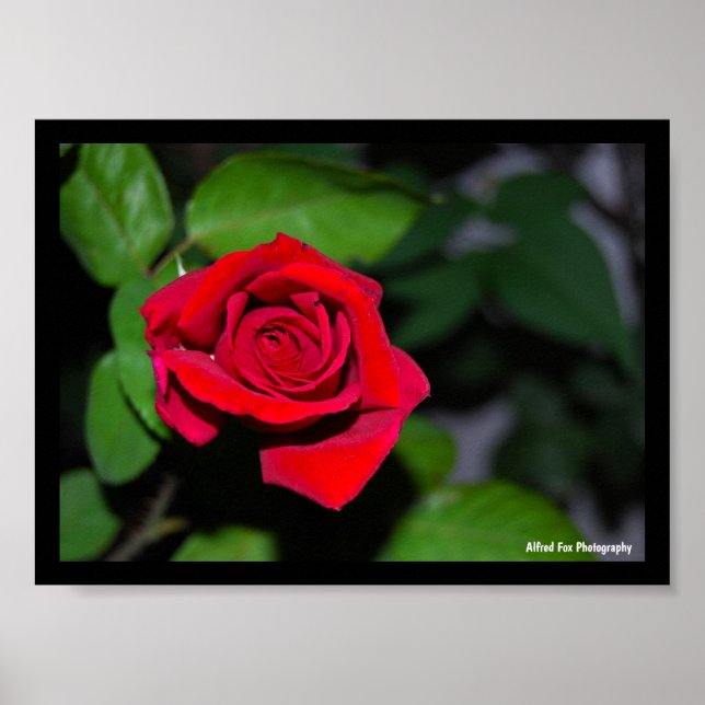 Poster Rosa Vermelha Carmesim (Frente)