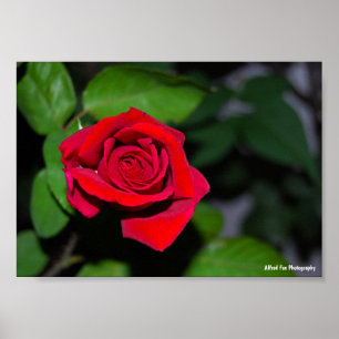 Poster Rosa Vermelha Carmesim
