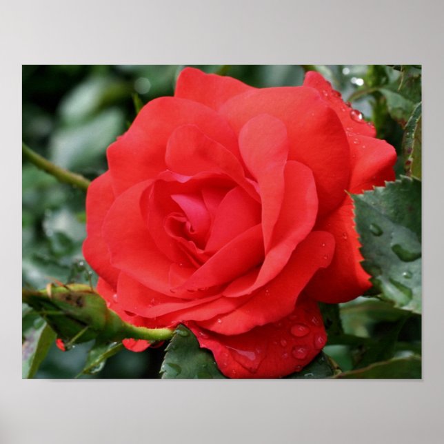 Poster Rosa Vermelha Com Gotículas Florais (Frente)