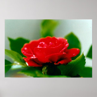 Poster Rosa vermelha de manhã coberta com gotas de orvalh