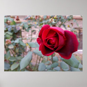 Pôster rosa vermelha de outono