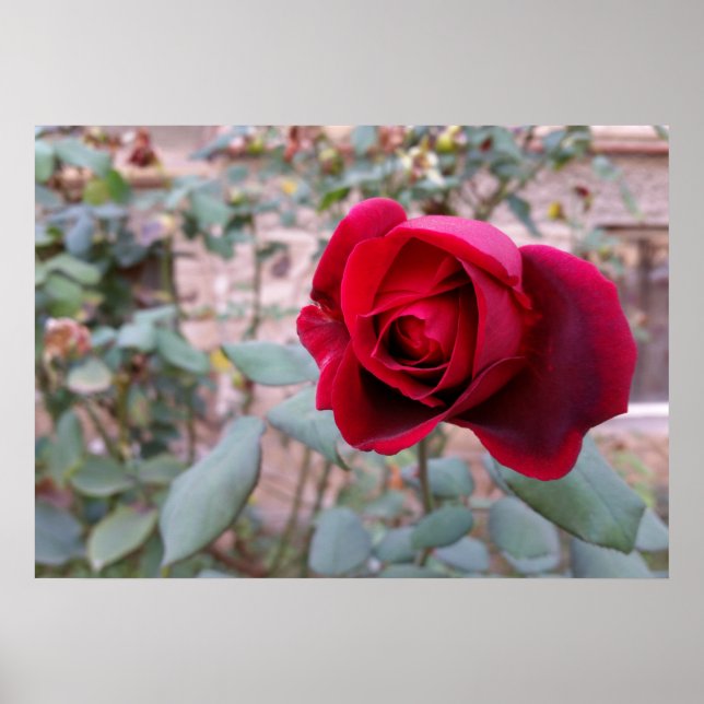 Pôster Rosa vermelha de outono (Frente)
