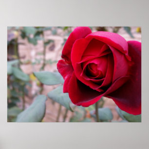 Poster Rosa vermelha de outono