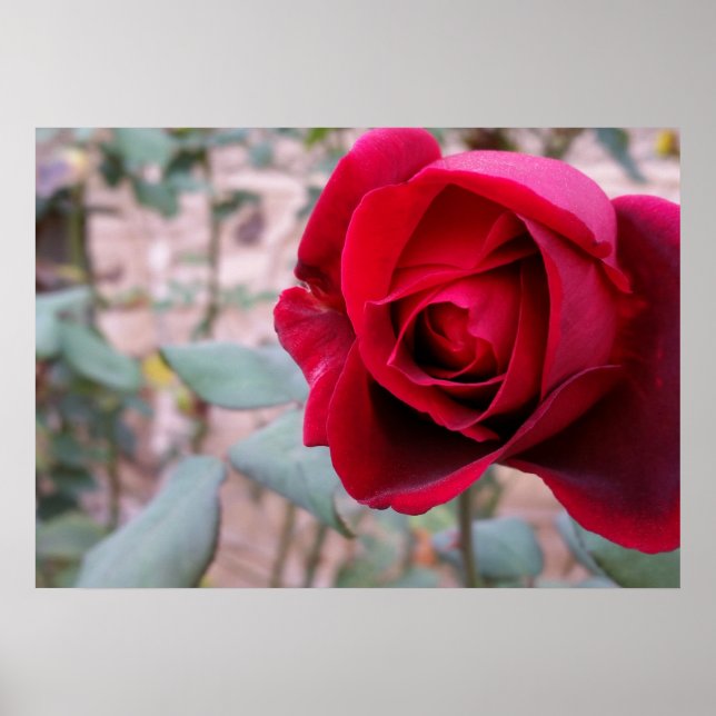 Poster Rosa vermelha de outono (Frente)