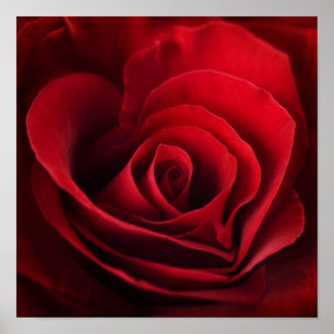 Pôster Rosa vermelha dos namorados