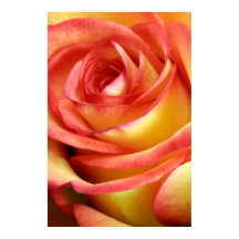 rosa vermelha e amarela