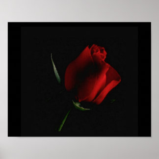 Poster Rosa vermelha em palavras de adição preta se você 