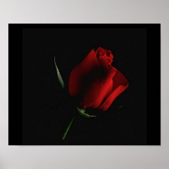 Poster Rosa vermelha em palavras de adição preta se você  (Frente)