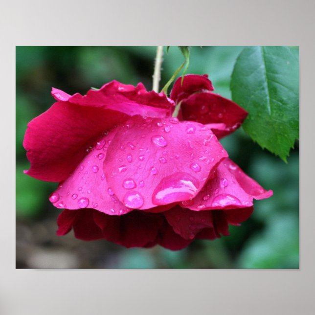 Poster Rosa vermelha Flor E Gotas De Chuva (Frente)