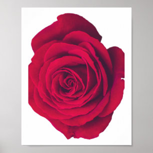 Poster Rosa vermelha grande virada para a esquerda
