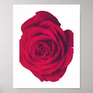 Poster Rosa vermelha grande virada para a esquerda