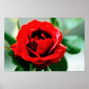 Poster Rosa vermelha Love