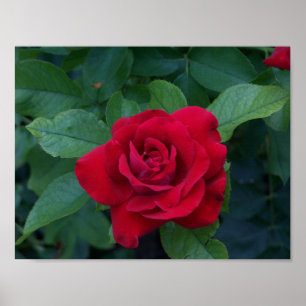 Poster Rosa vermelha para fechar