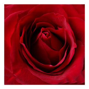 Pôster rosa vermelha profunda