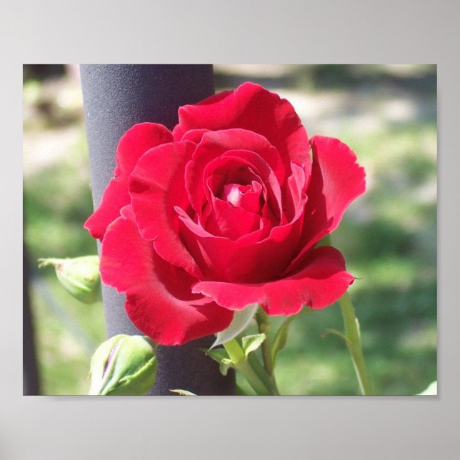 POSTER ROSA VERMELHA RED (Frente)