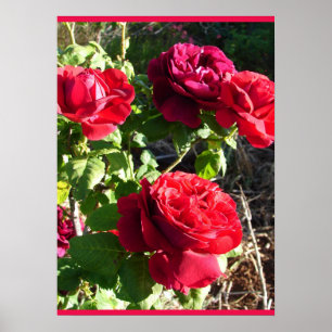Poster Rosa Vermelha Rosas Flor Jardim Floral Eugene Furs