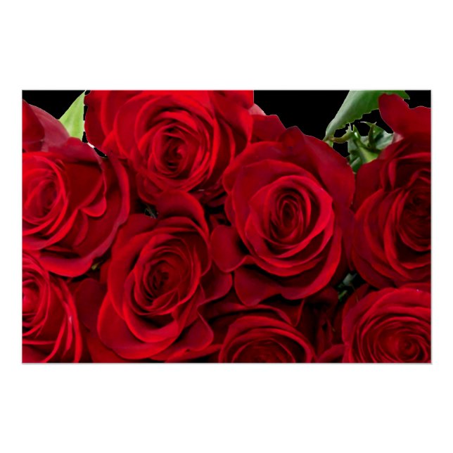 Pôster Rosa vermelha vermelha (Frente)