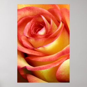 Pôster rosa vermelho e amarelo