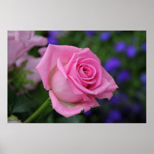 Pôster rosaRose rosa rosa