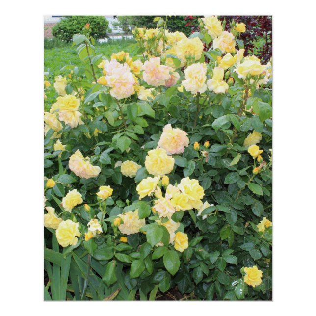 Pôster Rosas Amarelas (Frente)