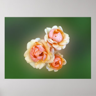 Pôster rosas amarelas