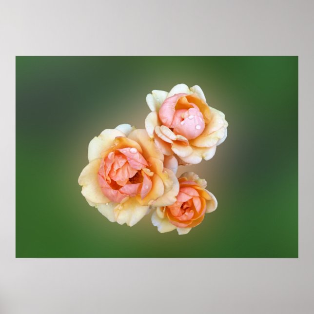 Pôster rosas amarelas (Frente)