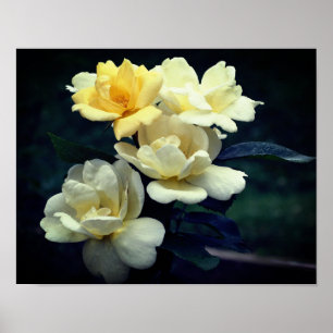Poster Rosas Amarelas Blooming 