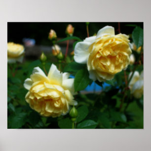 Poster Rosas Amarelas No Efeito Bloom Orton